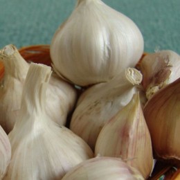 Дукат чеснок (Moravoseed)