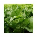 Эдуардо Organic семена салата тип Айсберг дражированный (Enza Zaden/Vitalis)