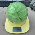 Эльза F1 (Экспресс Болл F1/PL 6130 F1)семена капусты белокочанной (Asia Seed)