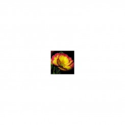 Эмилия Yellow / Rose Edge семена примулы (Kitano Seeds)