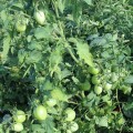 ЕС 9340 F1 (ES 9340 F1) семена помидора детерминантного (Ergon seeds)