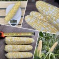 Эскорт F1 (ESB76F1) семена кукурузы суперсладкой Sh2 биколор (Lark Seeds)