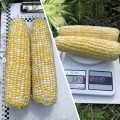 Эскорт F1 (ESB76F1) семена кукурузы суперсладкой Sh2 биколор (Lark Seeds)
