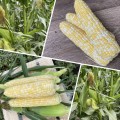 Эскорт F1 (ESB76F1) семена кукурузы суперсладкой Sh2 биколор (Lark Seeds)