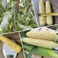 Эскорт F1 (ESB76F1) семена кукурузы суперсладкой Sh2 биколор (Lark Seeds)