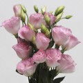 АВС 2 F1 розовый туман (Misty Pink) семян эустомы махровой (Pan American)