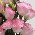 АВС 2 F1 розовый туман (Misty Pink) семян эустомы махровой (Pan American)