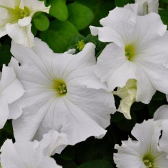 Фалкон F1 белая (white) семена петунии грандифлора (Sakata)
