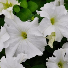 Фалкон F1 біла (white) насіння петунії грандіфлора (Sakata)