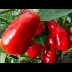 Фарширувальне насіння перцю солодкого (GL Seeds)