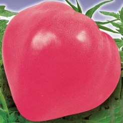 Фатима семян томата дет. раннего 85-90 дн. 400-600 гр. рож. (GL Seeds)