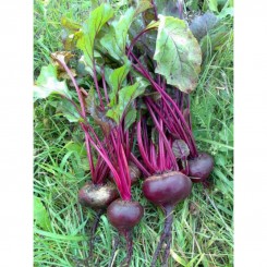 Фаворитка насіння буряка столового (GL Seeds)