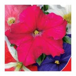Фэнтези F1 микс (смесь) семян петунии (GL Seeds)