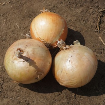 Фоккер F1 семян лука репчатого озимого (Cora Seeds)