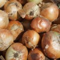 Фоккер F1 семян лука репчатого озимого (Cora Seeds)