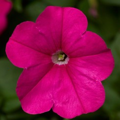 Фотофиниш F1 пинк (pink) семена петунии каскадной (Syngenta)