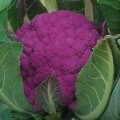 Граффити F1 (Граффити F1) семена капусты цветной (Syngenta)