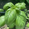 Грин Дом семян базилика (Lark Seeds)
