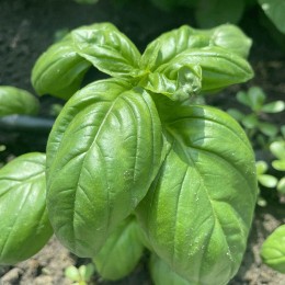 Грин Дом семян базилика (Lark Seeds)