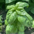 Грин Дом семян базилика (Lark Seeds)