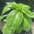 Грин Дом семян базилика (Lark Seeds)