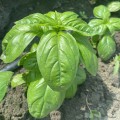 Грин Дом семян базилика (Lark Seeds)
