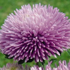 Гала лавандовая (Lavander) семена астры игольчатой (Benary)
