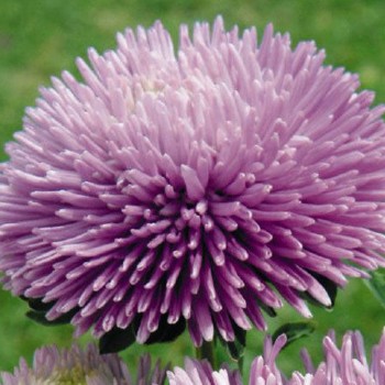 Гала лавандовая (Lavander) семена астры игольчатой (Benary)