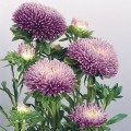 Гала лавандовая (Lavander) семена астры игольчатой (Benary)