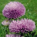 Гала лавандовая (Lavander) семена астры игольчатой (Benary)