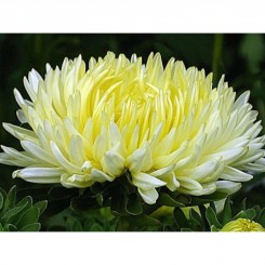 Голден Тауэр семена астры (GL Seeds)