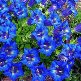 Горечавка (Генциана) синя (blue) насіння (Moravoseed)