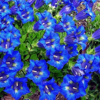 Горечевка (Генциана) синяя (blue) семена (Moravoseed)