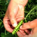 Идалго семян гороха овощного усатого (Syngenta)