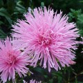 Астра игольчатая розовая (Pink) семена (Moravoseed)