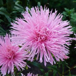 Астра игольчатая розовая (Pink) семена (Moravoseed)