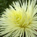 Астра игольчатая желтая (Yellow) на срез семян (Moravoseed)