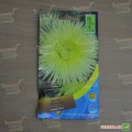 Астра игольчатая желтая (Yellow) на срез семян (Moravoseed)