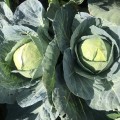 Индиана F1 семена капусты белокочанной (Lark Seeds)