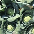 Индиана F1 семена капусты белокочанной (Lark Seeds)
