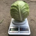 Индиана F1 семена капусты белокочанной (Lark Seeds)