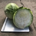 Индиана F1 семена капусты белокочанной (Lark Seeds)