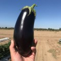 Регтайм F1 (INX 804 F1) семена баклажана (Innova Seeds)