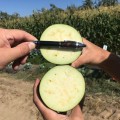 Регтайм F1 (INX 804 F1) семена баклажана (Innova Seeds)