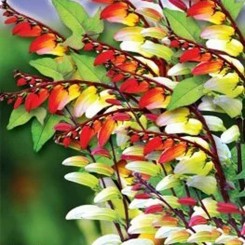 Испанский Флаг семян мины лопастной (GL Seeds)