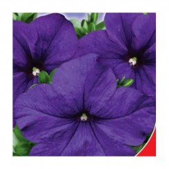 Изабелла F1 семена петунии (GL Seeds)