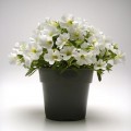 Каблум F1 белый (white) семян калибрахоа (Pan American)