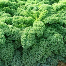 Кадет насіння капусти листової (Moravoseed)