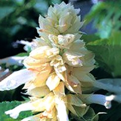 Кампай White (белая) семян сальвии блестящей (Kitano Seeds)