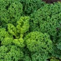 Капрал семян капусты листовой (Moravoseed)